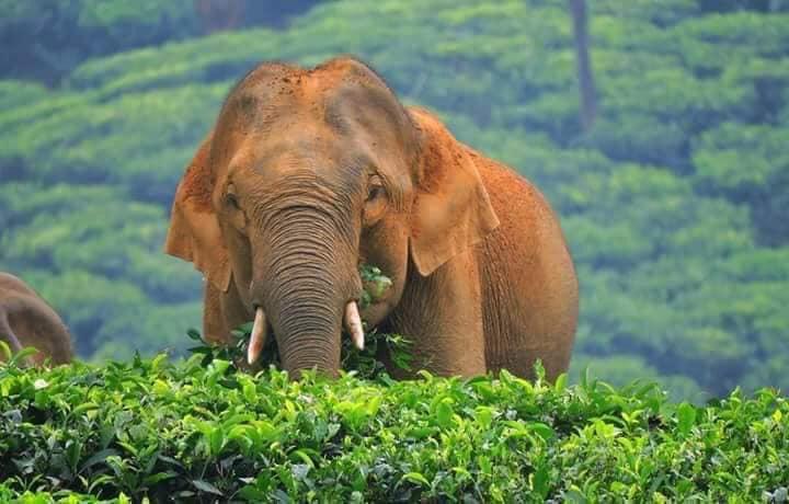 best travel and tourism in kochi | tripplegreen tours